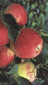 Ma&ccedil;&atilde;s