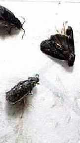 Grafolitas aderidas ao visco de armadilha de feromonio