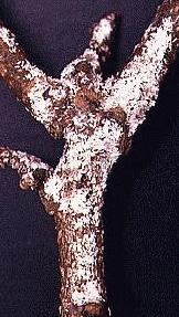 Ramo de quivizeiro repleto de cochonilha branca