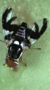 Mosca-das-frutas Rhagoletis pomonella