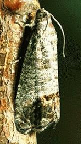 Tra&ccedil;a-da-ma&ccedil;&atilde; - Cydia pomonella