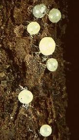 Ninfas de segundo instar da p&eacute;rola-da-terra