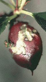 vaquinha atacando frutinho de nectarina