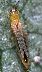 Frankliniella occidentalis