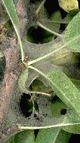 Teia de &aacute;caro rajado em ameixeira