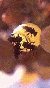 Abelhas irapu&aacute;s em bago de uva