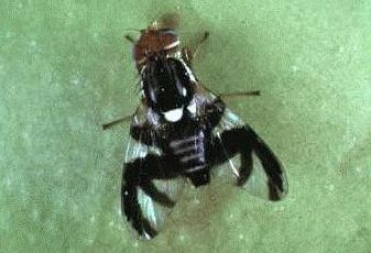 Mosca-das-frutas do g&ecirc;nero Rhagoletis