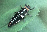 Larva de Eriopis conexa