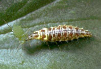 Larva de crisop&iacute;deo