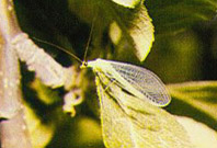 Adulto de Crysopa sp.