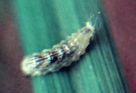 Larva de sirf&iacute;deo