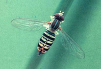 Mosca sirf&iacute;dea