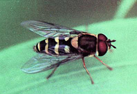 Mosca sirf&iacute;dea