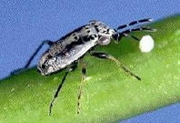 Percevejo Geocoris sp.