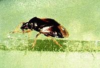 Percevejo Orius sp.