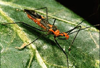 Percevejo Zellus sp. (ninfa)