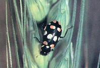 Adulto de Eriopis conexa