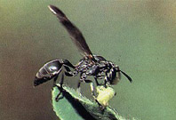 Vespa Polybia ignobilis