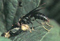 Vespa Polistes sp.