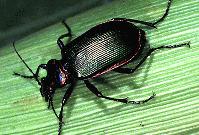 Besouro Calossoma sp.