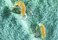 Larva de mosca cecidom&iacute;dea