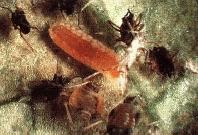 Larva de mosca cecidom&iacute;dea