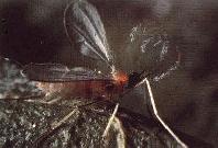 Mosca cecidom&iacute;dea