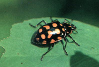 Adulto de Coleomegilla quadrifasciata