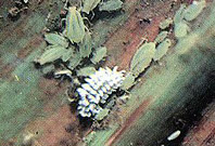 Larva de Scymnus sp.