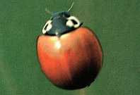 Adulto de Cycloneda sanguinea