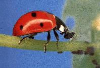 Adulto de Coccinella sp.