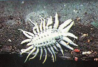 Larva de Pentilia egena
