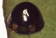 Adulto de Pentilia egena