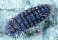 Larva de Stetorus sp.