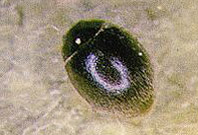 Adulto de Stetorus sp.