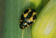 Adulto de Coccinellina ancoralis