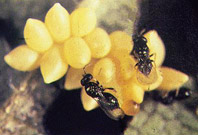 Micro-himen&oacute;pteros parasit&oacute;ides
