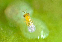 Micro-himen&oacute;ptero parasitando ovo de Cydia pomonella