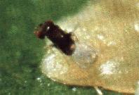 Trichogrmma parasitando ovos de mariposa