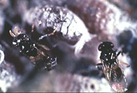 Adultos de Aphelinus mali, parasit&oacute;ide do pulg&atilde;o lan&iacute;gero