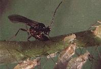 Micro-himen&oacute;ptero parasit&oacute;ide de pulg&otilde;es