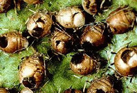 M&uacute;mias de pulg&otilde;es ap&oacute;s a sa&iacute;da dos parasit&oacute;ides
