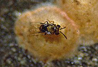 Adulto de Encarsia citrina, parasit&oacute;ide de cochonilhas