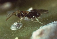 Adulto de Prospaltella perniciosi, parasit&oacute;ide de cochonilhas